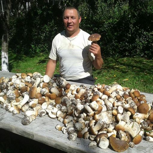 За несколько часов грибник Римантас собрал почти две тысячи грибов
