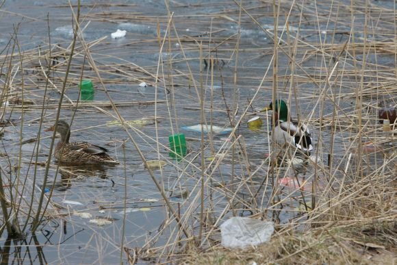 Klaipėdoje esančiuose tvenkiniuose pilna šiukšlių, jų dugne randama net televizorių, čiužinių, šaldytuvų bei padangų. 