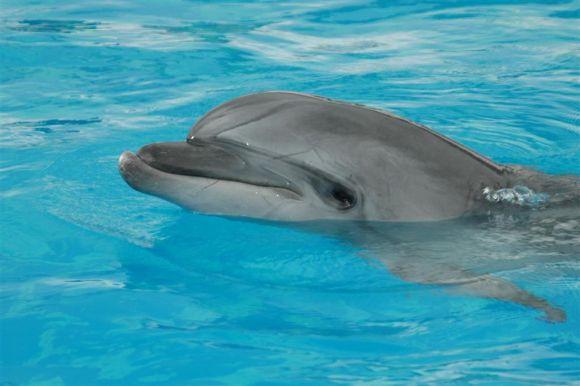 Delfinai