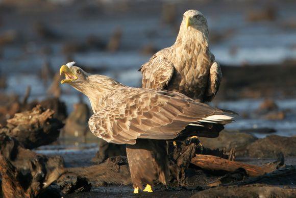 Kuršių nerijoje gyvena šešios jūrinių erelių poros. Jų jaunikliai žieduojami gegužę ir birželį.
