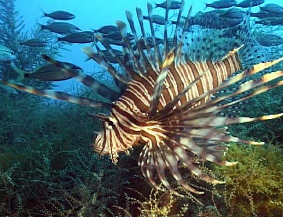 Pterois