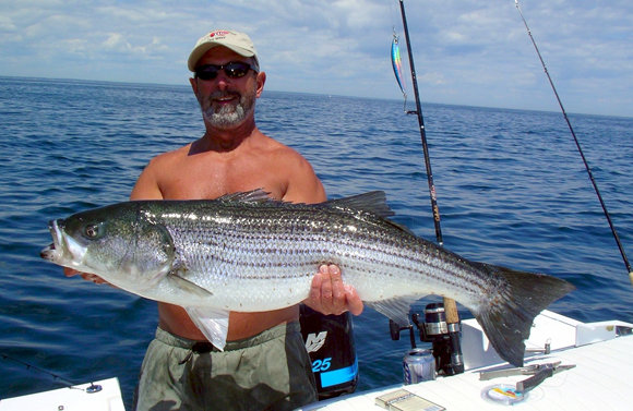 Striper