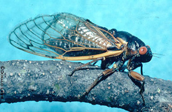 Cicada