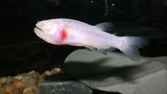 akla zuvis