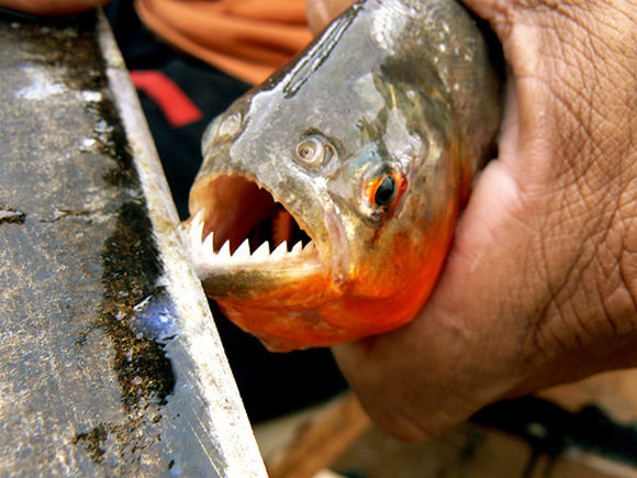 piranha