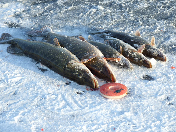 Utenos stiliaus skrituliai turi ypatingą formą, kad lengvai raičiotųsi ledu