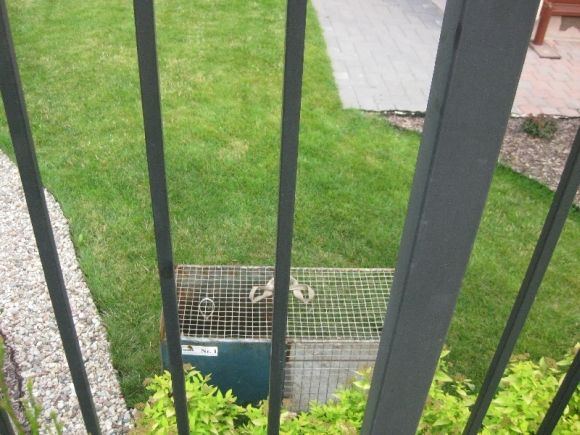 LGGD nuotr./Nelegaliai paspęsti katinams sugauti spąstai