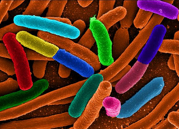 Žymė E.coli