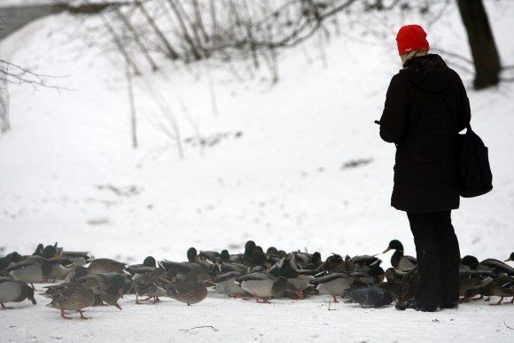 Kol vandens telkiniai neužšalę, nereikėtų skubėti lesinti vandens paukščių – jie dar patys gali susirasti maisto.