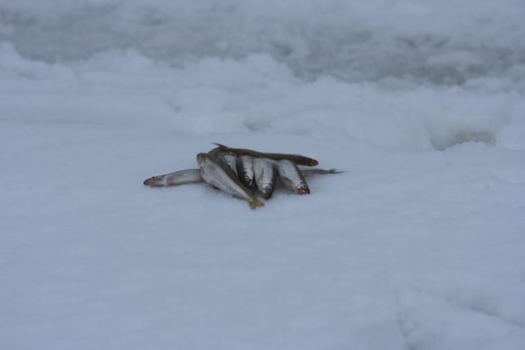 Žiemą dūsta žuvys
