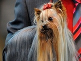 Birmingame prasidėjo 2012-ųjų „Crufts“ šunų paroda