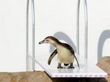 Pingvinai Londono zoologijos sode ruošiasi 2012-ųjų olimpinėms žaidynėms