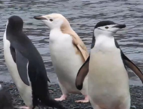 Pingvinai