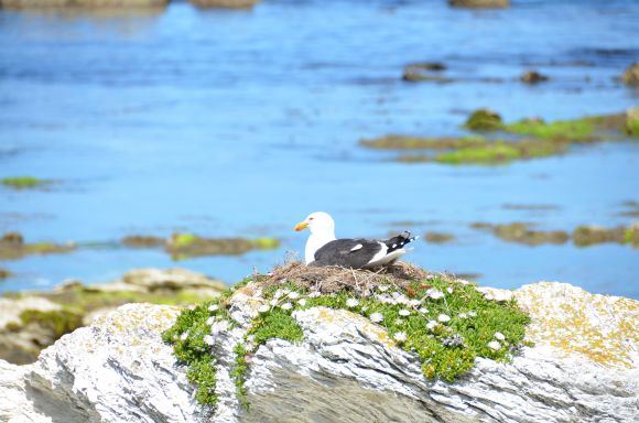 L.Dapkus/Perintis albatrosas