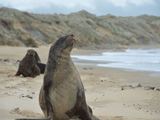 Naujosios Zelandijos pietų salos pakrančių gyventojai