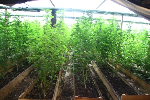 Marihuana