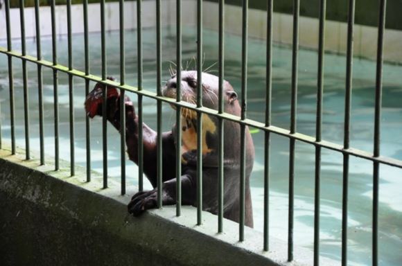 Greitgrisim.lt/Manauso miesto zoologijos sodo gyventojas