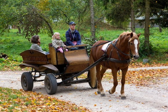 Po Kurtuvėnų reg. parką smagu pasivažinėti žirgų traukiama brička