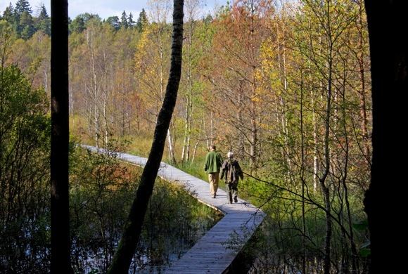 Dubravos rezervatinės apyrubės apžvalgos takas