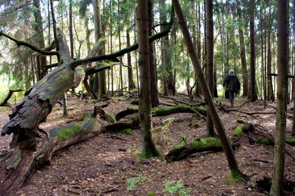 Dubravos rezervatinės apyrubės miškas