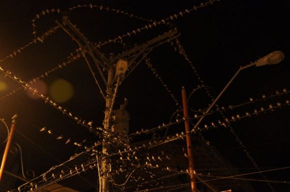 Greitgrisim.lt nuotr./Paukščiai ant elektros laidų
