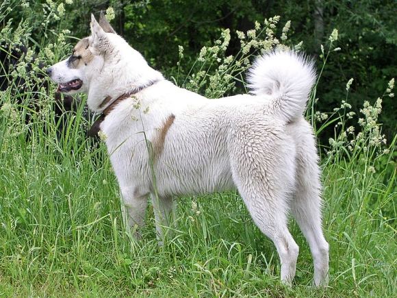 Vakarų Sibiro laika