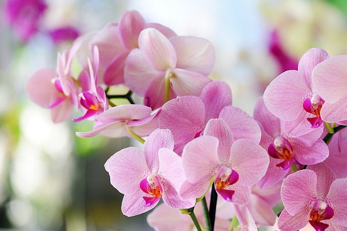 Orchideju persodinimas pagal menuli