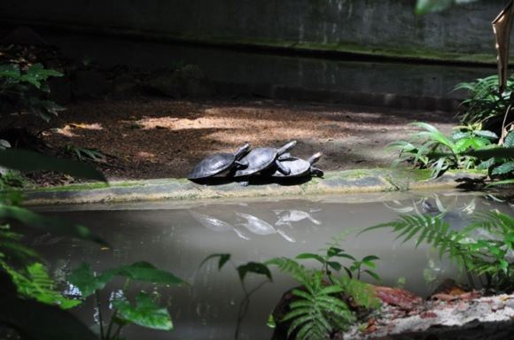 Greitgrisim.lt/Vežliai zoolgijos sode Manause
